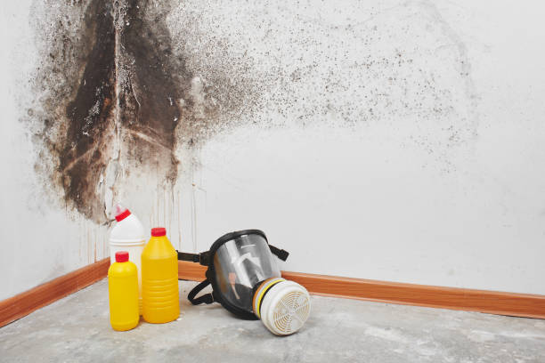 Best Insurance-Related Mold Remediation in Kingston, TN