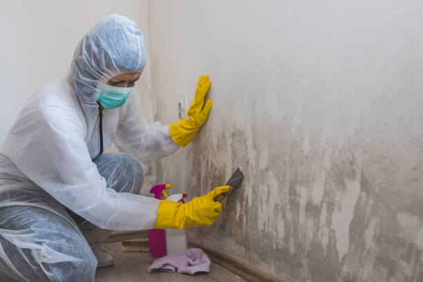 Best White Mold Remediation in Kingston, TN