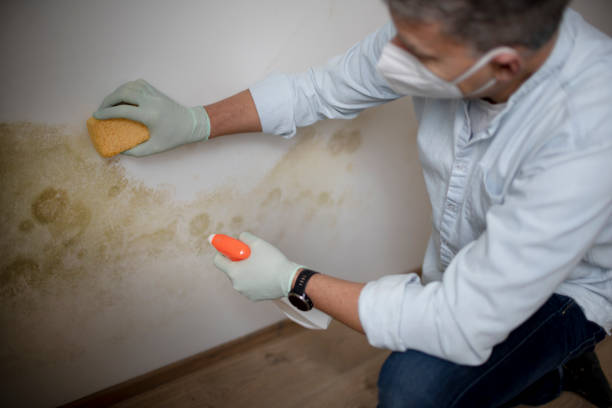 Best Post-Flood Mold Remediation in Kingston, TN